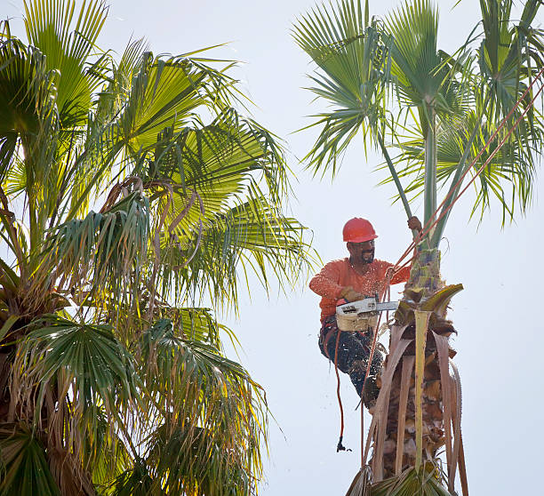 How Our Tree Care Process Works  in  Big Timber, MT